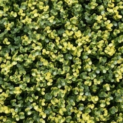 Zöldfal - Luxbux 50x50 cm (buxus hatás, sűrű és látványos) - 2. termékkép