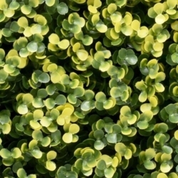 Zöldfal - Luxbux 50x50 cm (buxus hatás, sűrű és látványos) - 3. termékkép